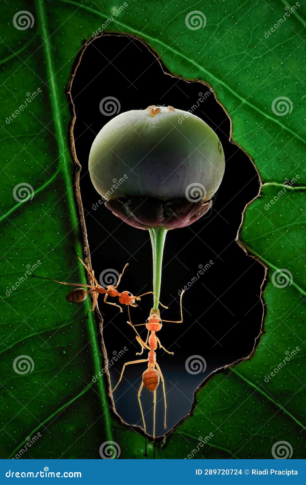 Ants Carrying the Fruit on Flower Stock Photo Image of animal, branch