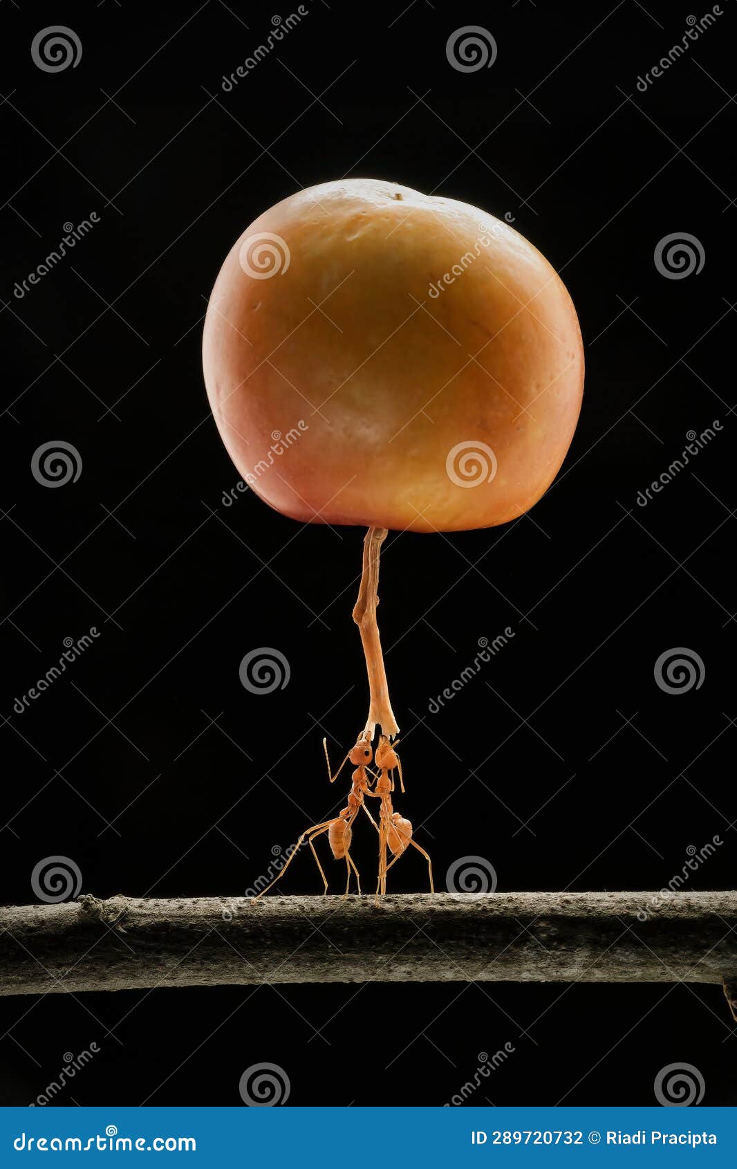 Ants Carrying the Fruit on Flower Stock Photo Image of beautiful