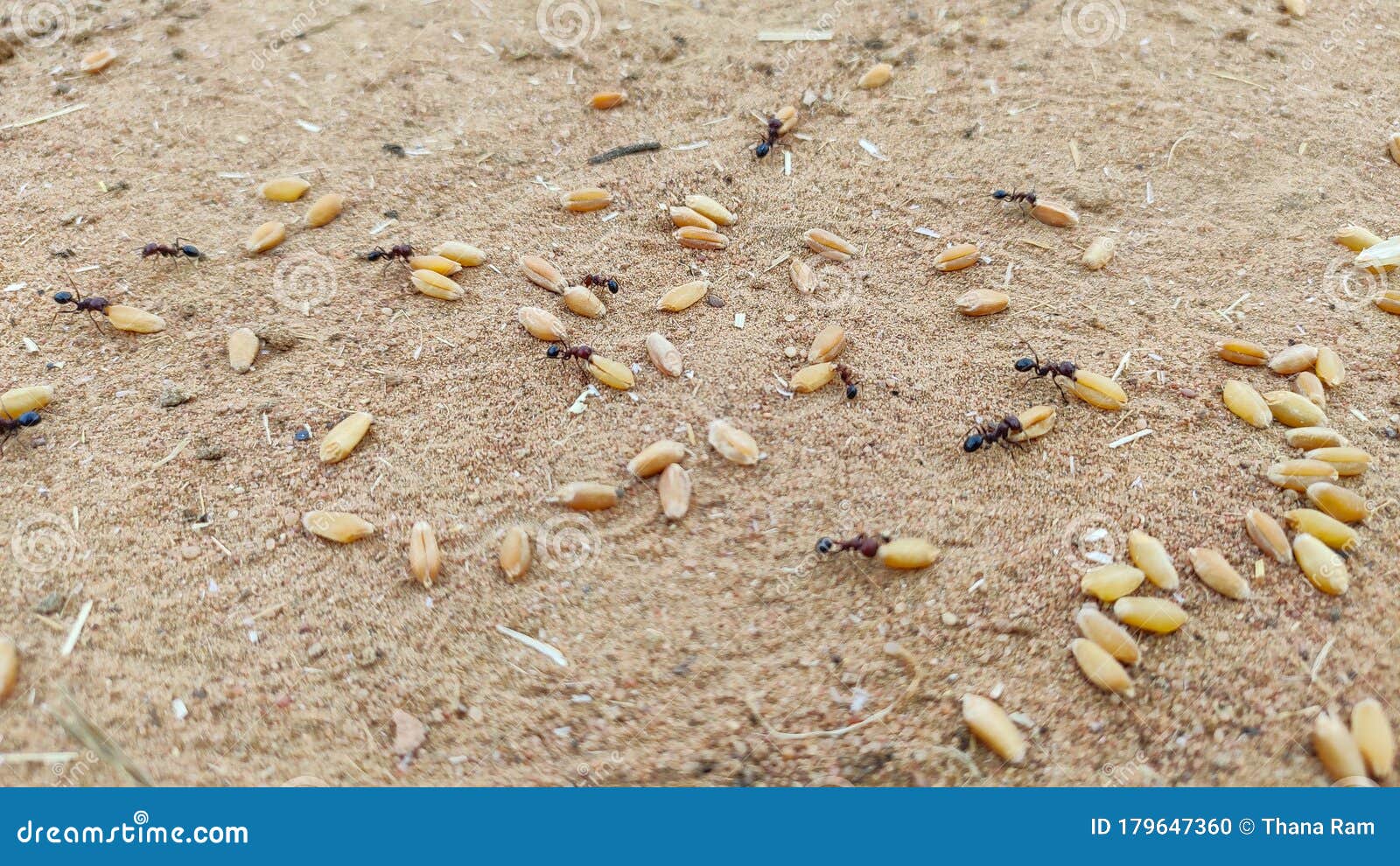 Ants Carrying Wheat Seeds Close Up Image Stock Photo Image of