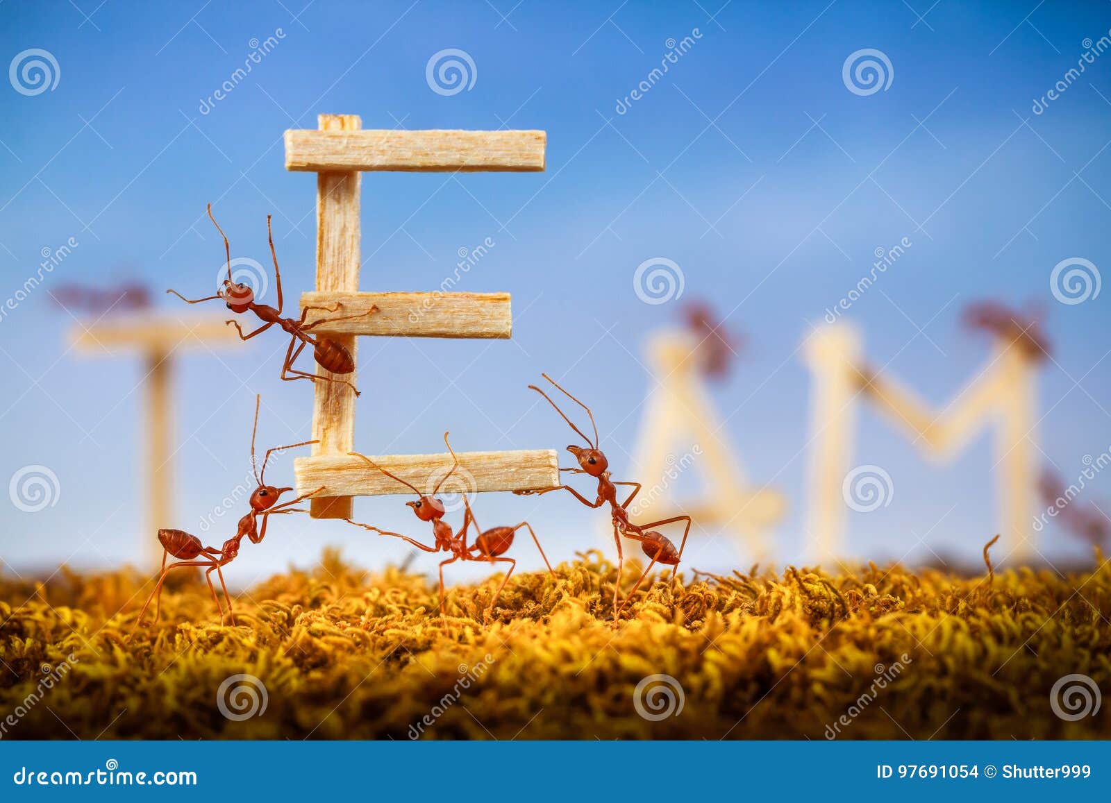 ants carrying wording team