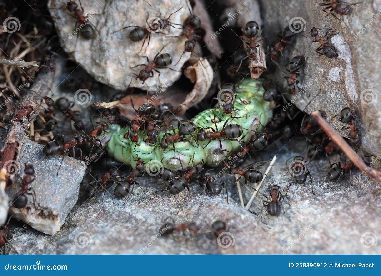 Ants with a Caterpillar As Prey Stock Photo Image of species, dirt