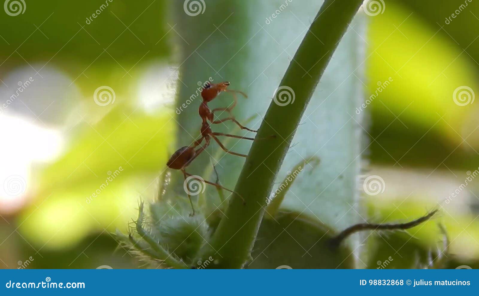 Ants cleaning its antennae stock footage. Video of plant 98832868