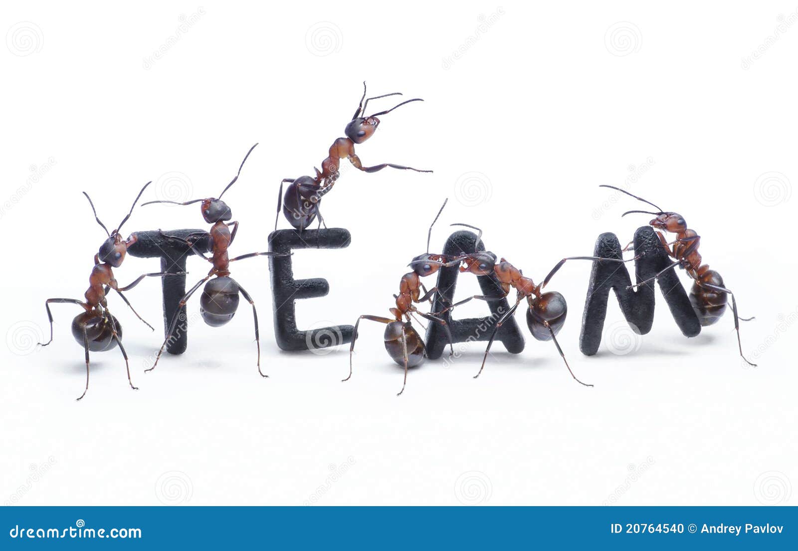 ants constructing word team with letters, teamwork