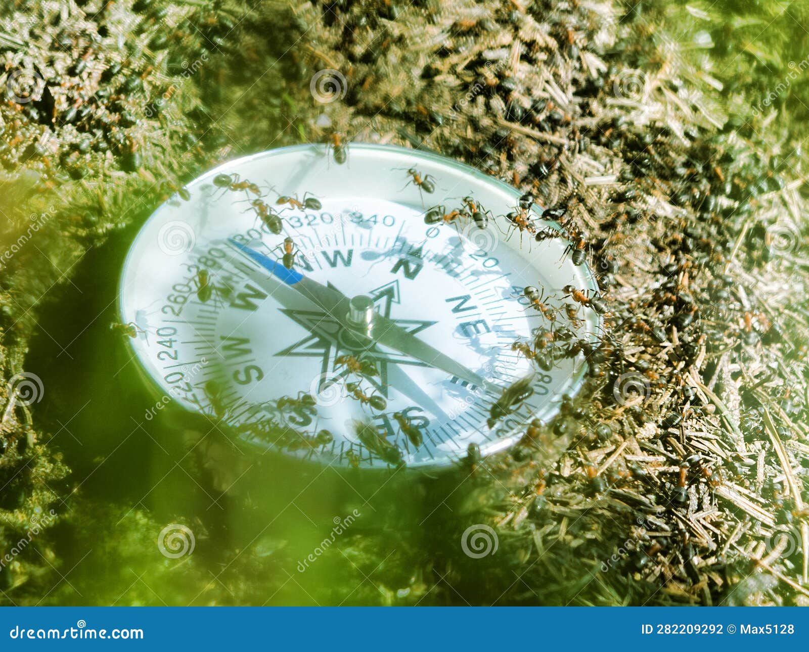 ants crawl on the compass