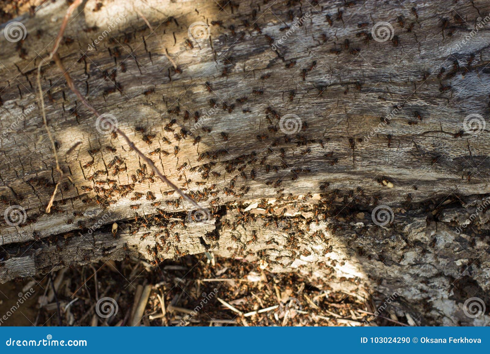 Ants Digging in an Old Tree Stock Photo Image of animal, insect