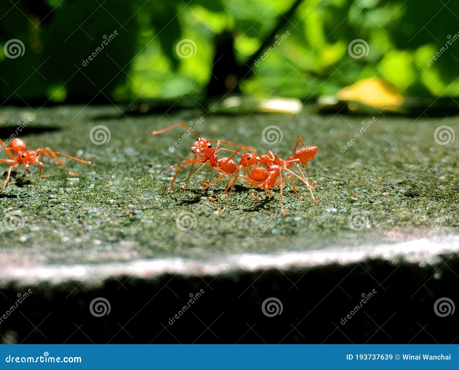  red ants while doing physical activity