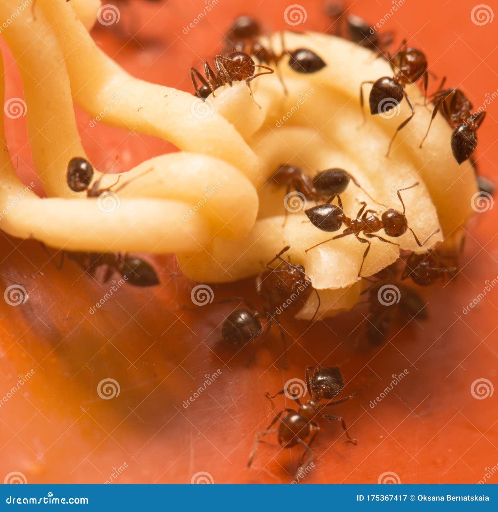 Ants Eat Noodles on Wooden Background Stock Image Image of ants