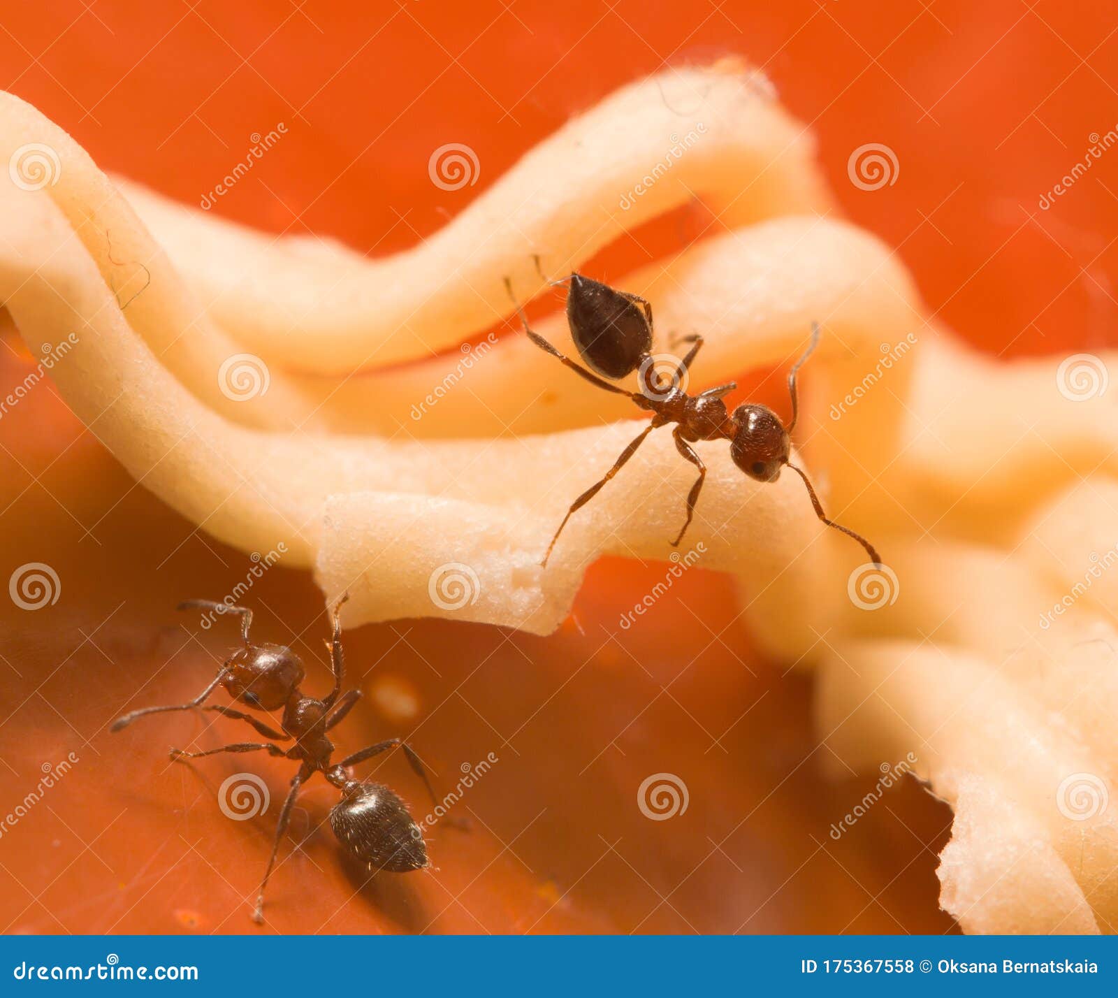 Ants Eat Noodles on a Brown Background Stock Photo Image of macro