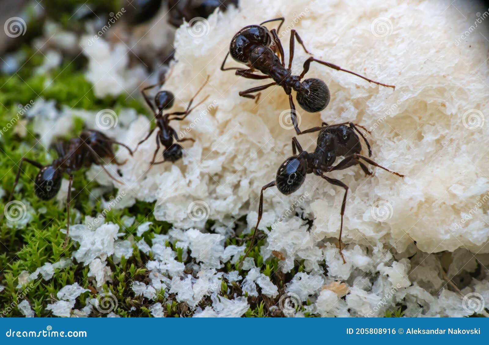 Ants eat bread macro stock photo. Image of environment 205808916
