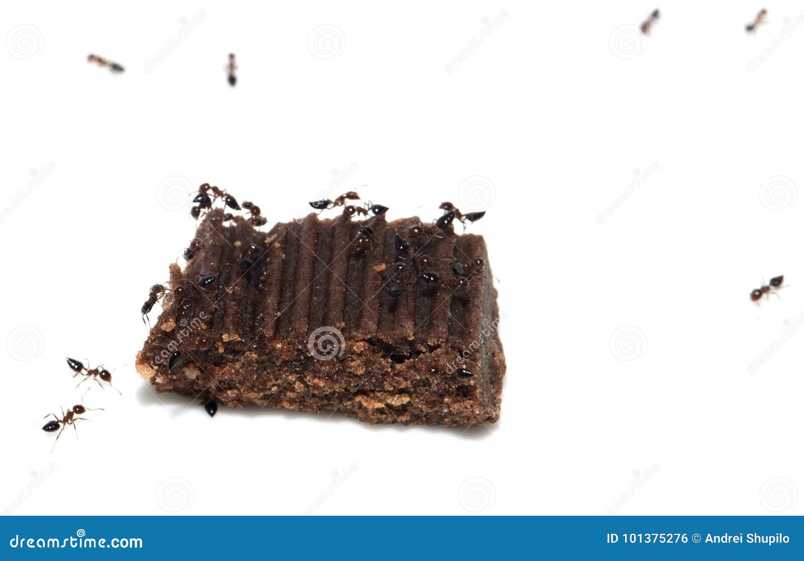 Ants eat candy. macro stock photo. Image of wildlife 101375276