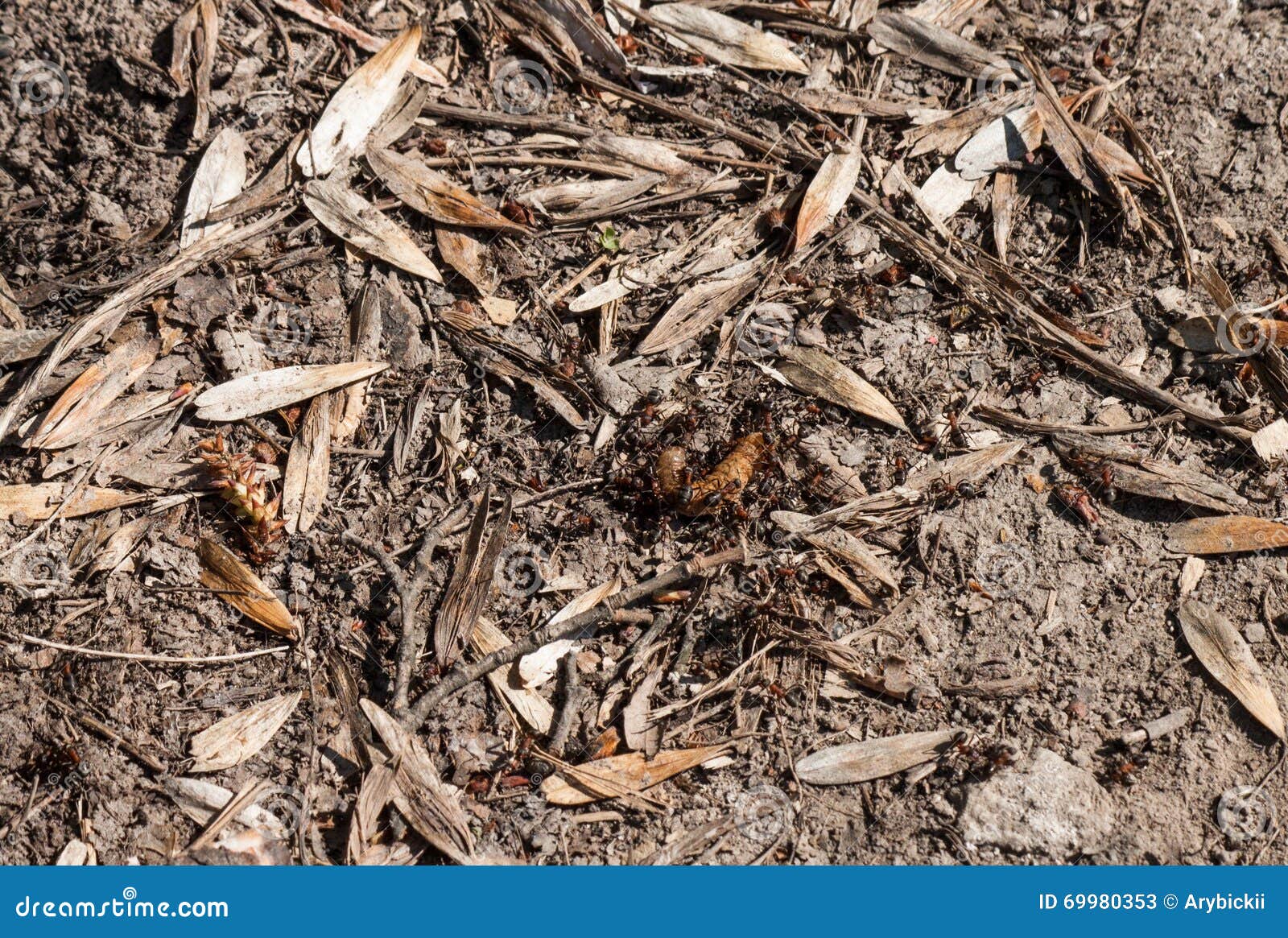 Ants eat the caterpillar stock image. Image of background 69980353