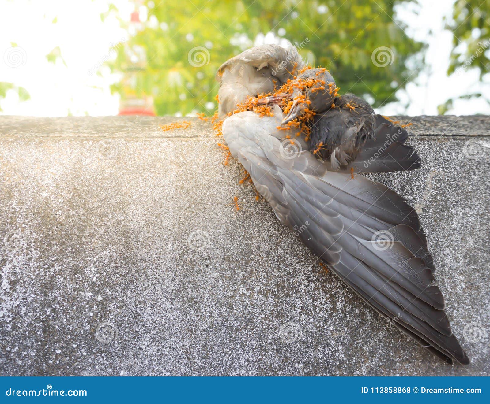 The Ants Eat Dead Bird on the Wall. Stock Photo Image of temple
