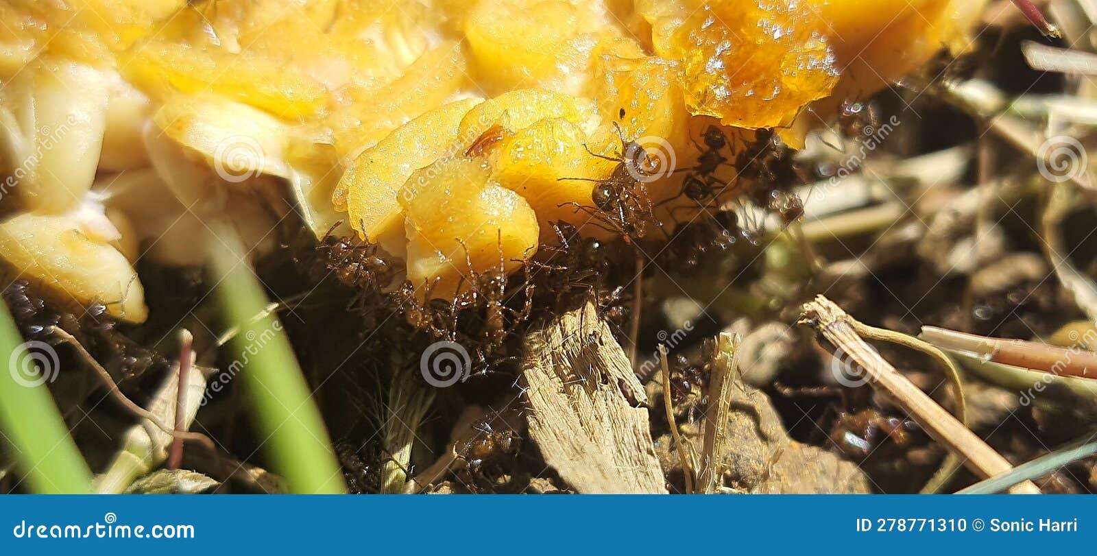 Ants Eat Fried Tempeh in the Rice Fields Stock Photo Image of fried