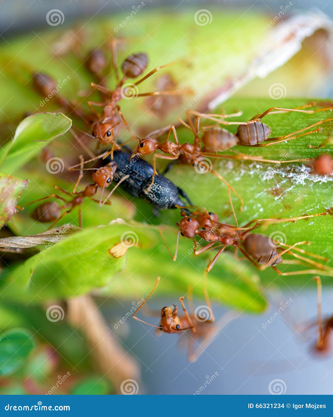 119 Ants Eating Beetle Stock Photos Free & RoyaltyFree Stock Photos