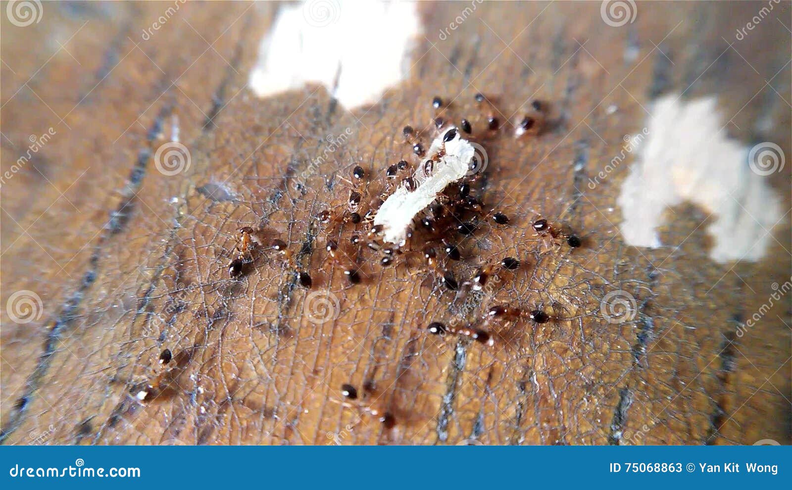 Ants Eating and Biting a Grain of Rice Stock Video Video of feast