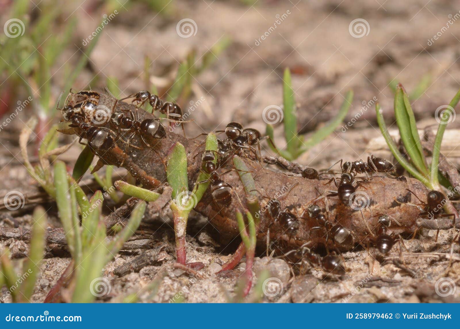 Ants Eating Caterpillar on the Ground Stock Photo Image of macro