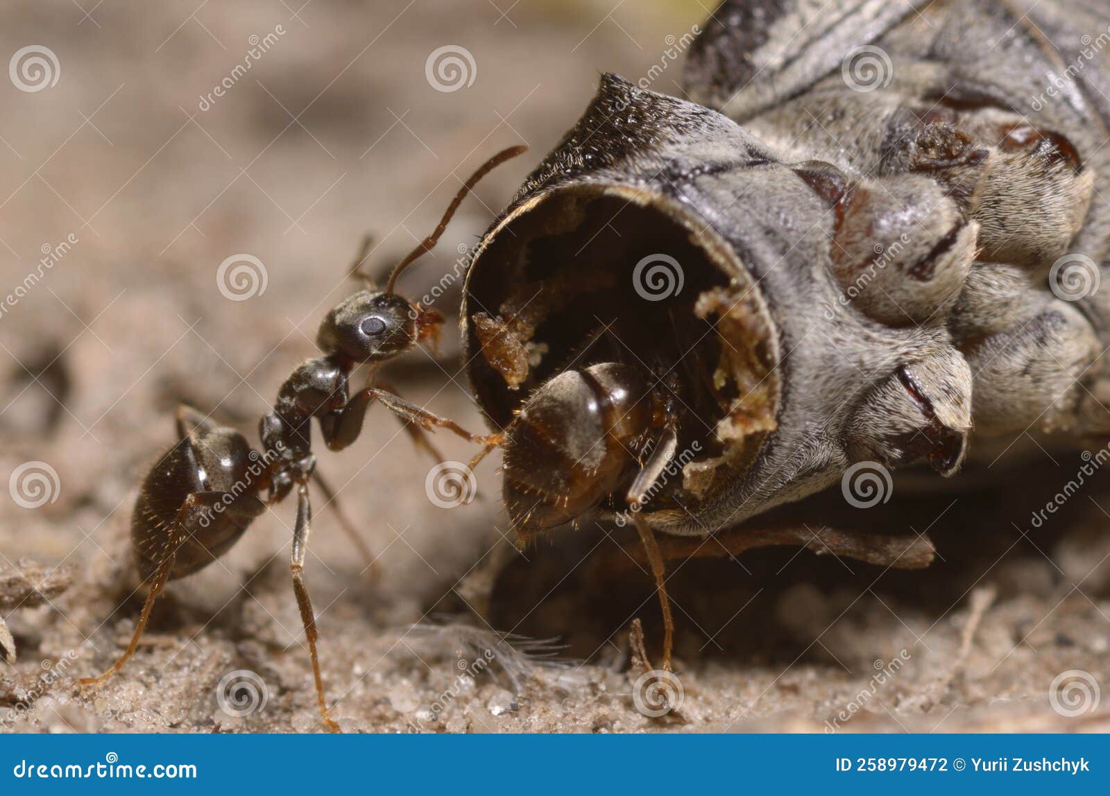 Ants Eating Caterpillar on the Ground Stock Photo Image of life