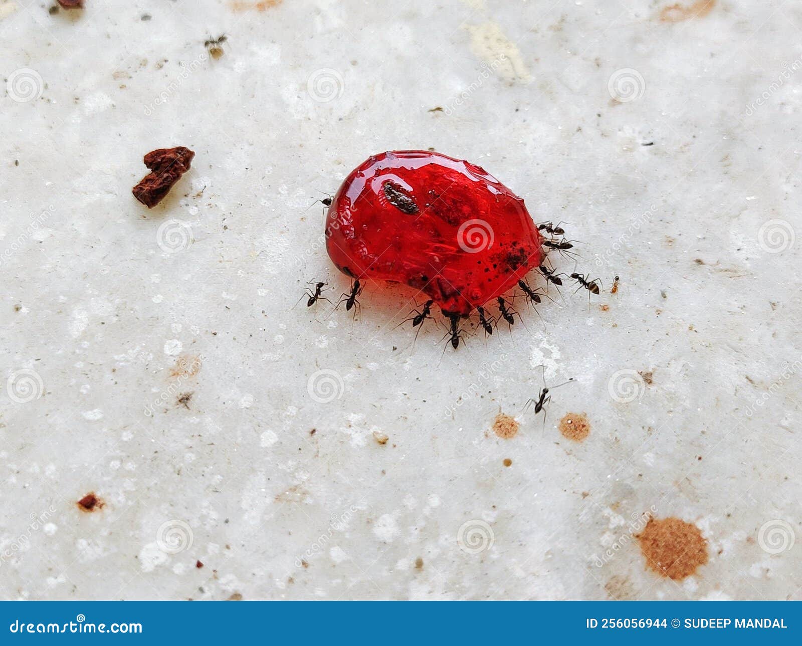 Ants eating chocolate stock photo. Image of pink, invertebrate 256056944