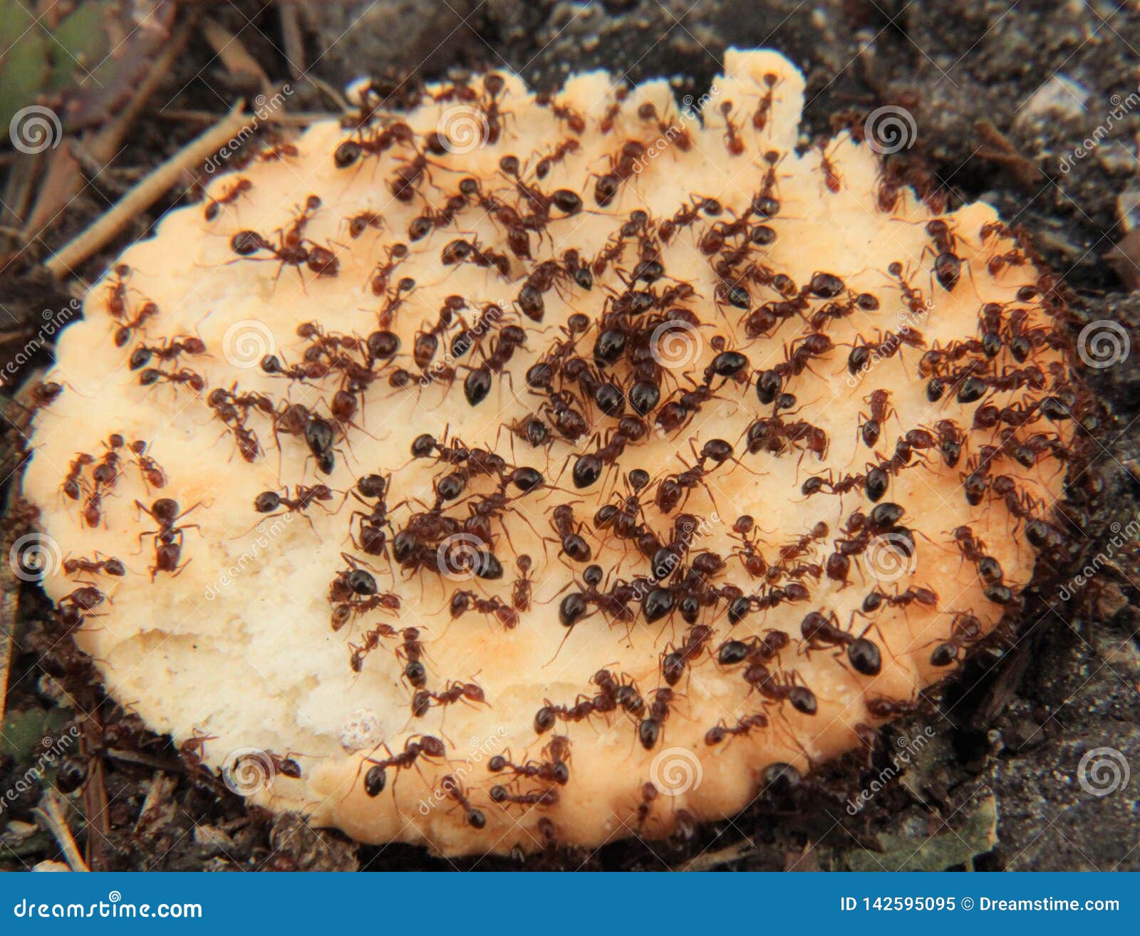 Ants Eating a Cookie at the Park Stock Image Image of animals
