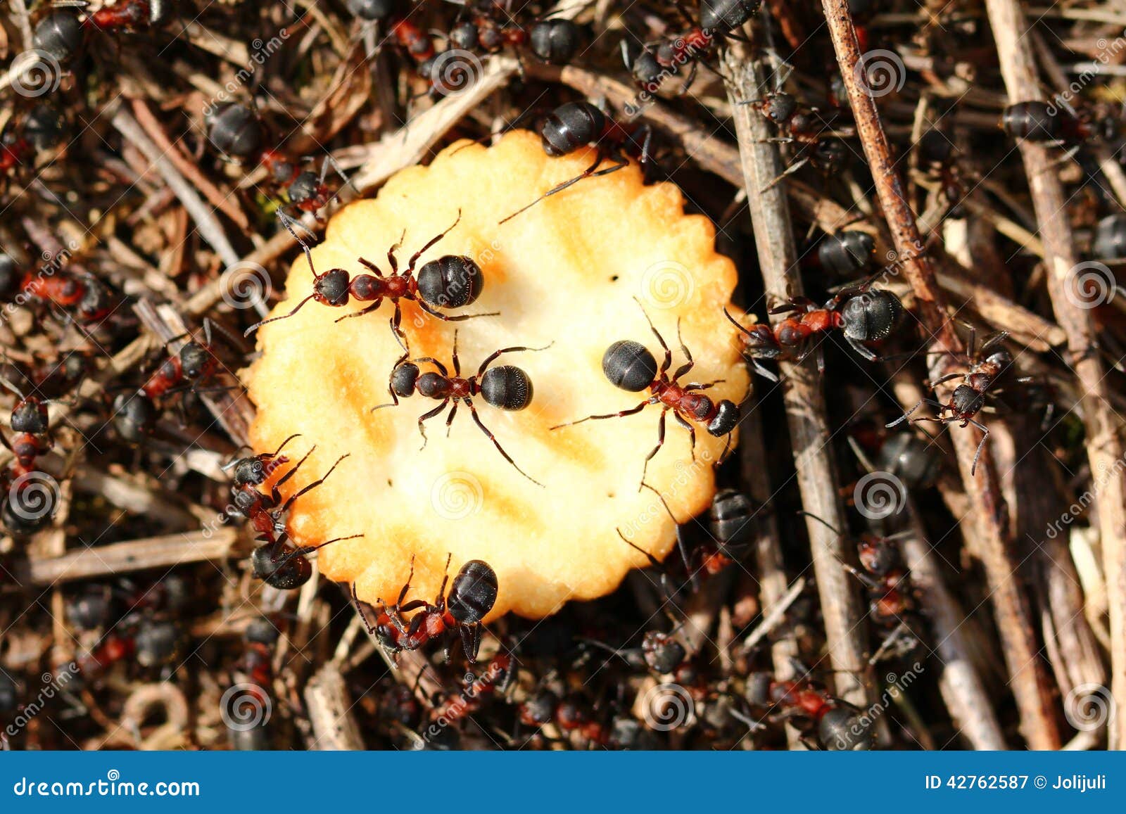 Ants Eating Dead Stock Image 89809897