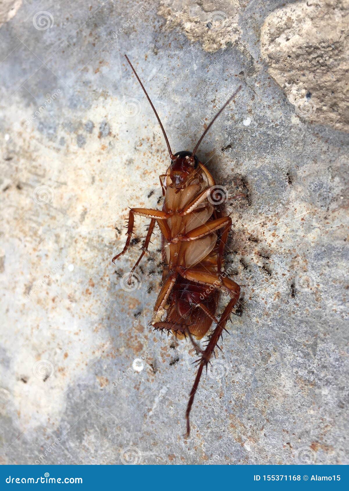 Ants Eating Dead Cockroach. Stock Photo Image of hygiene, creature