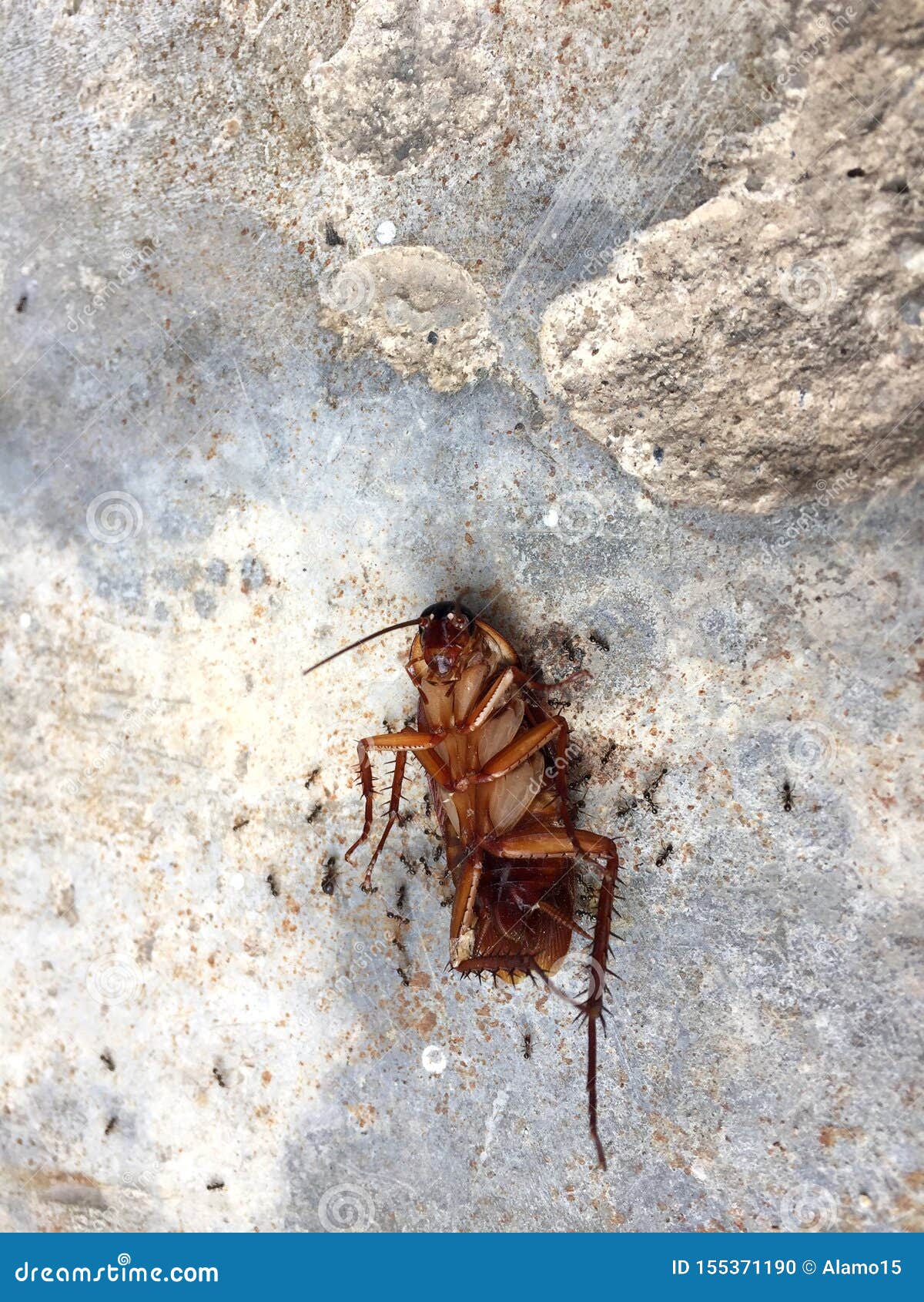 Ants Eating Dead Cockroach. Stock Photo Image of cockroach, death