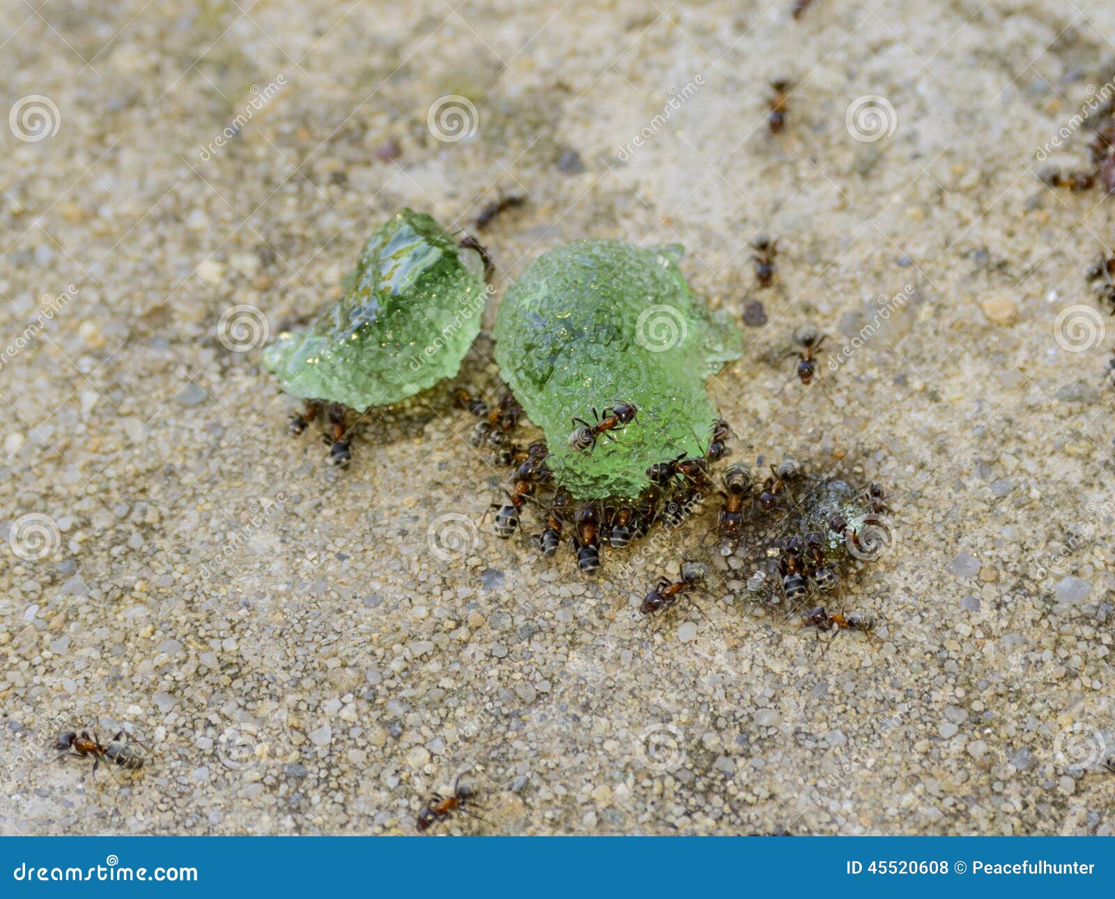 Ants eating fruit gums stock photo. Image of macro, team 45520608