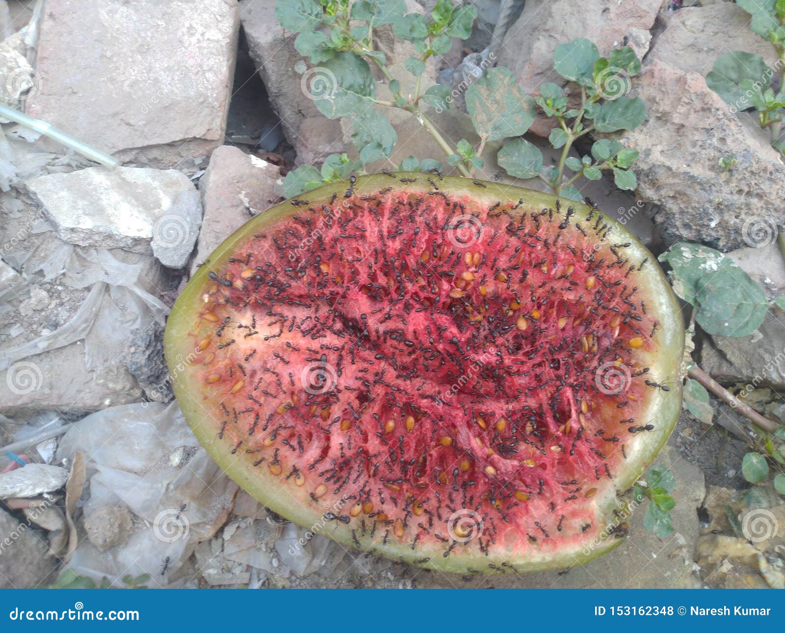 Ants eating a watermelon stock photo. Image of early 153162348