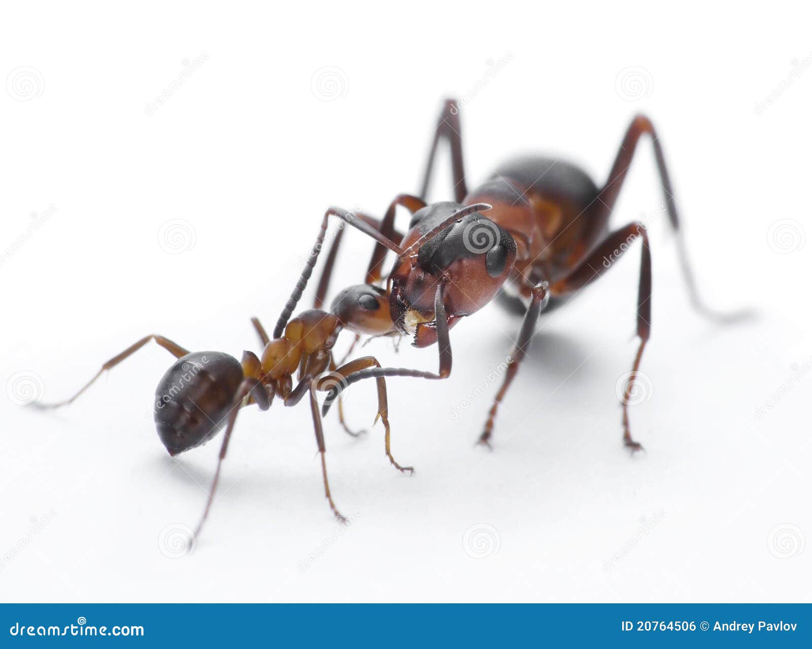 Ants Feeding, Formica Rufa on Chid Care Stock Photo Image of feeding
