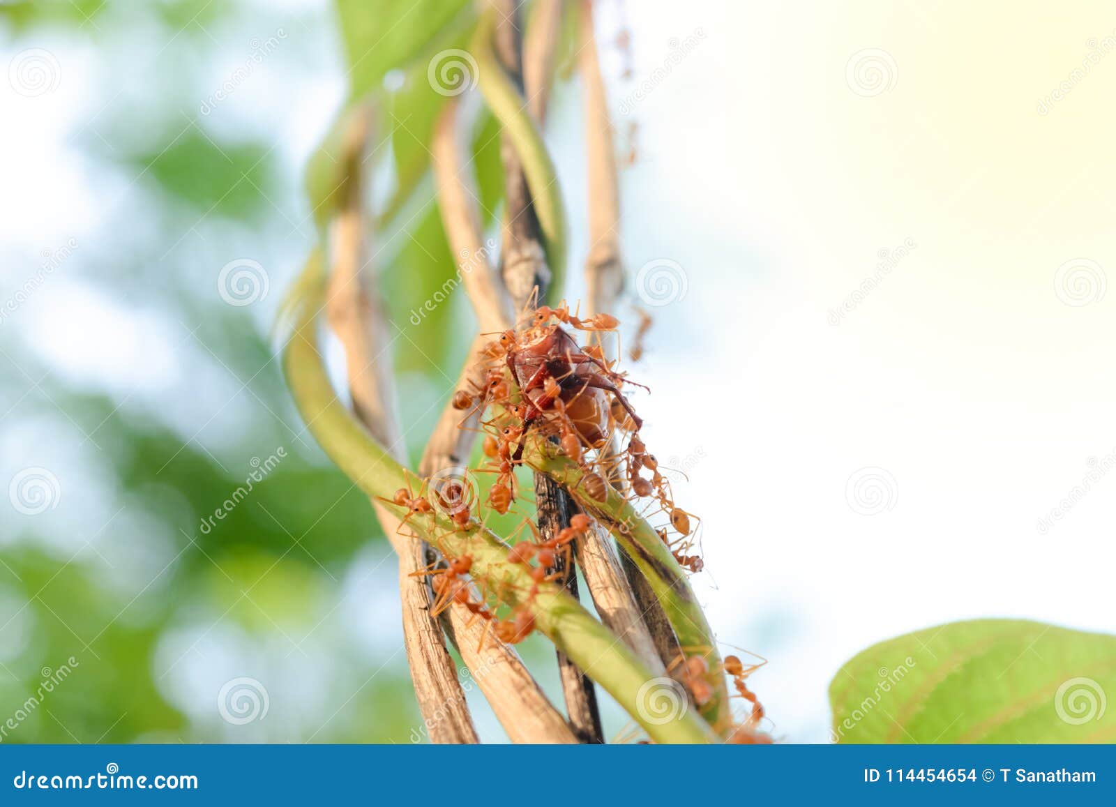Ants are Feeding Their Nest. High on the Tree Stock Photo Image of