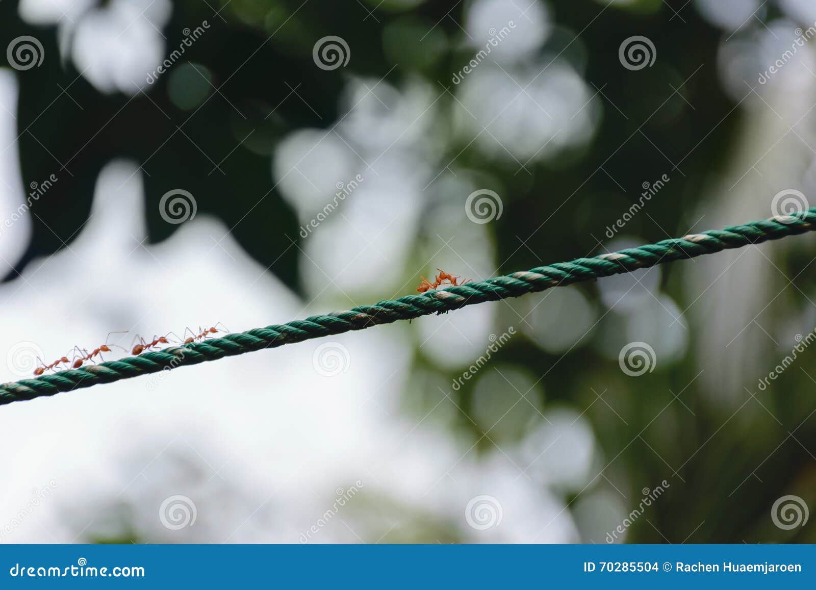 Ants are Fighting on the Ropes Stock Photo Image of leaf, fighting