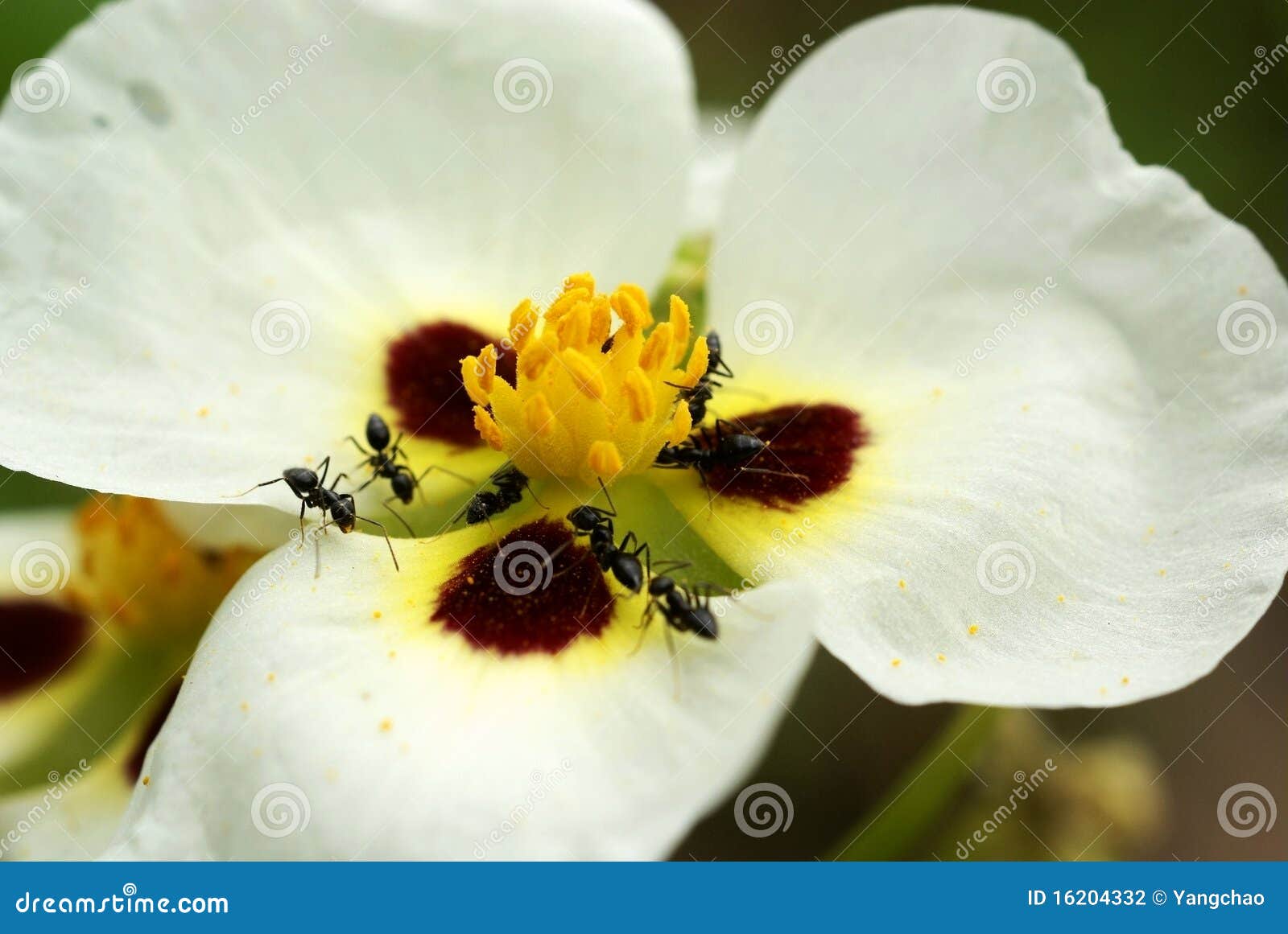 Ants with flower stock photo. Image of flowerbed, flowers 16204332