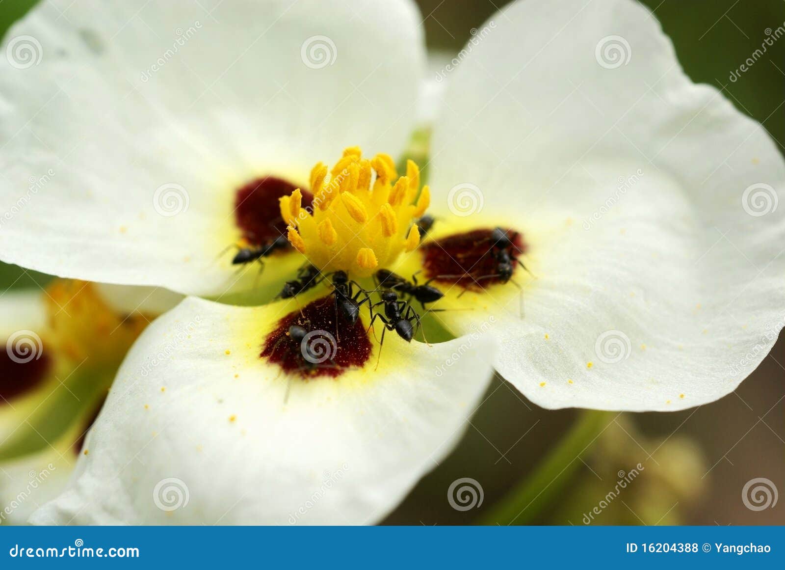 Ants with flower stock photo. Image of petal, blossom 16204388