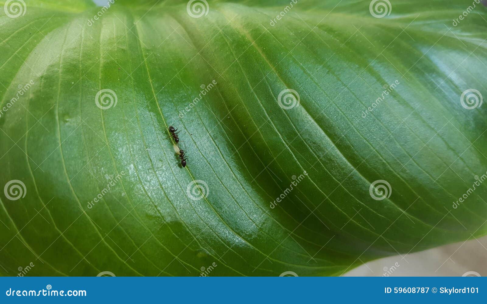 Ants on flower stock image. Image of friend, eating, ants 59608787