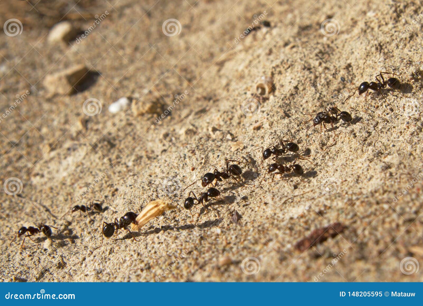 Ants following a path stock image. Image of road, wild 148205595