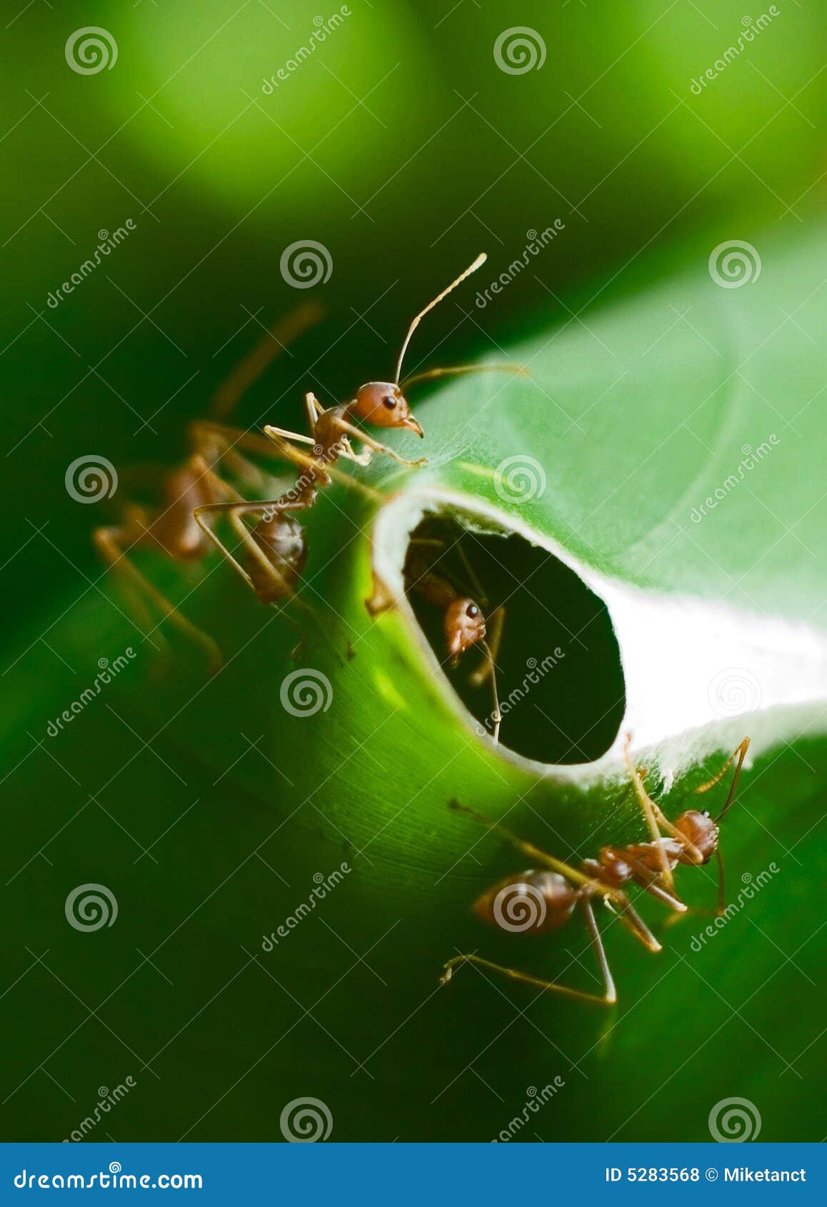 ants guarding nest