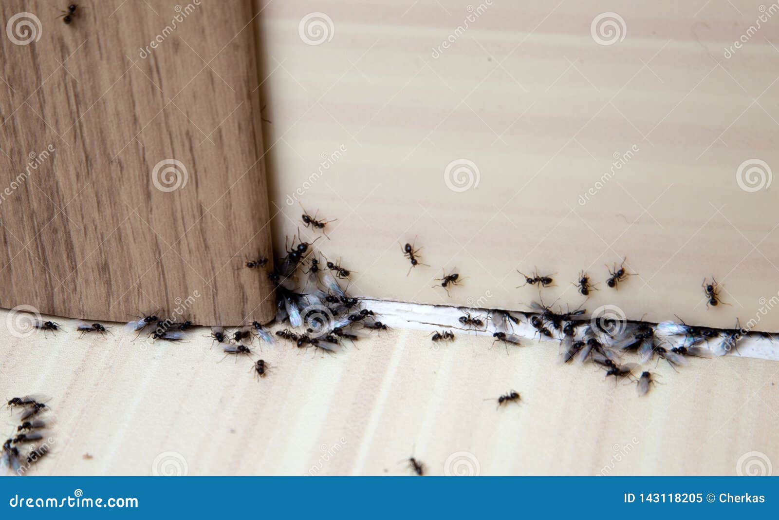 ants in the house