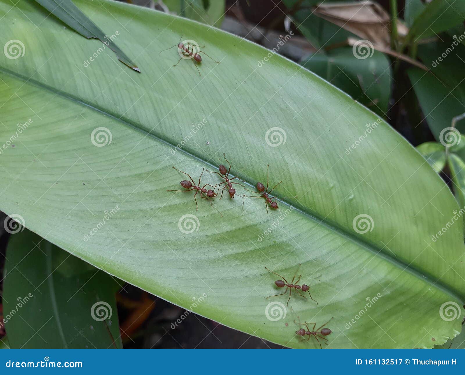Ants Hunting Little Insect stock image. Image of insect 161132517