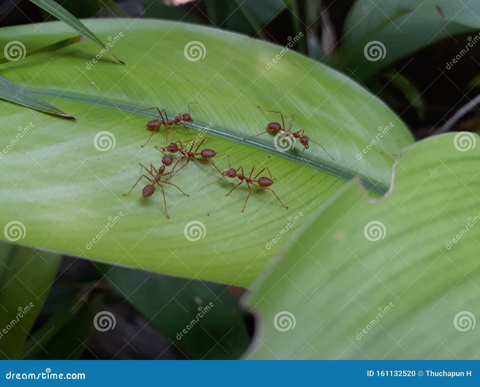 Ants Hunting Small Insect stock photo. Image of grass 161132520