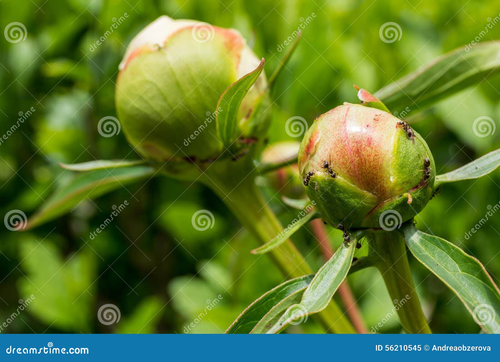 Ants Invasion, Peony Flower Stock Image Image of peony, life 56210545