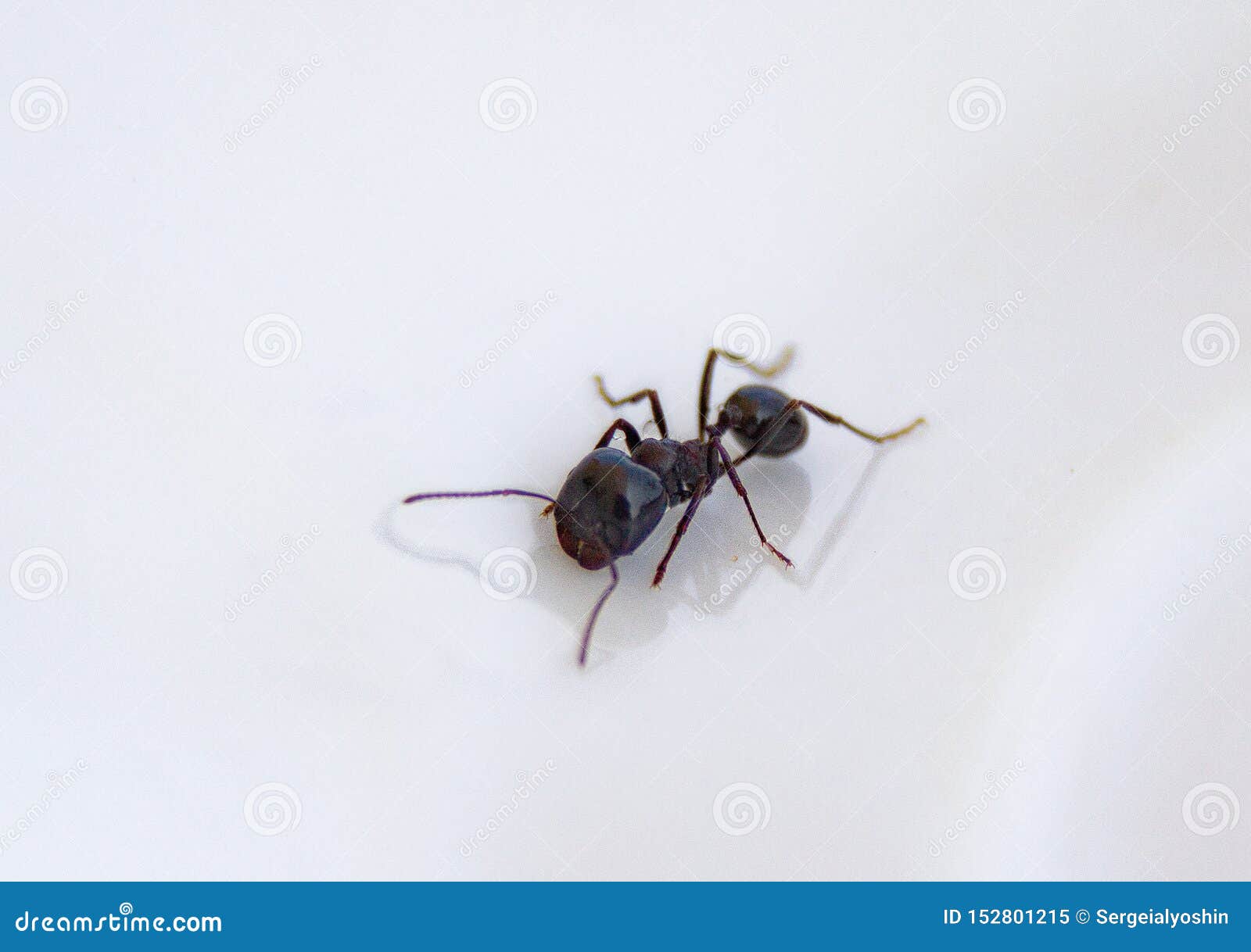 Ants At The Kitchen Black Ant On A White Background Stock Image