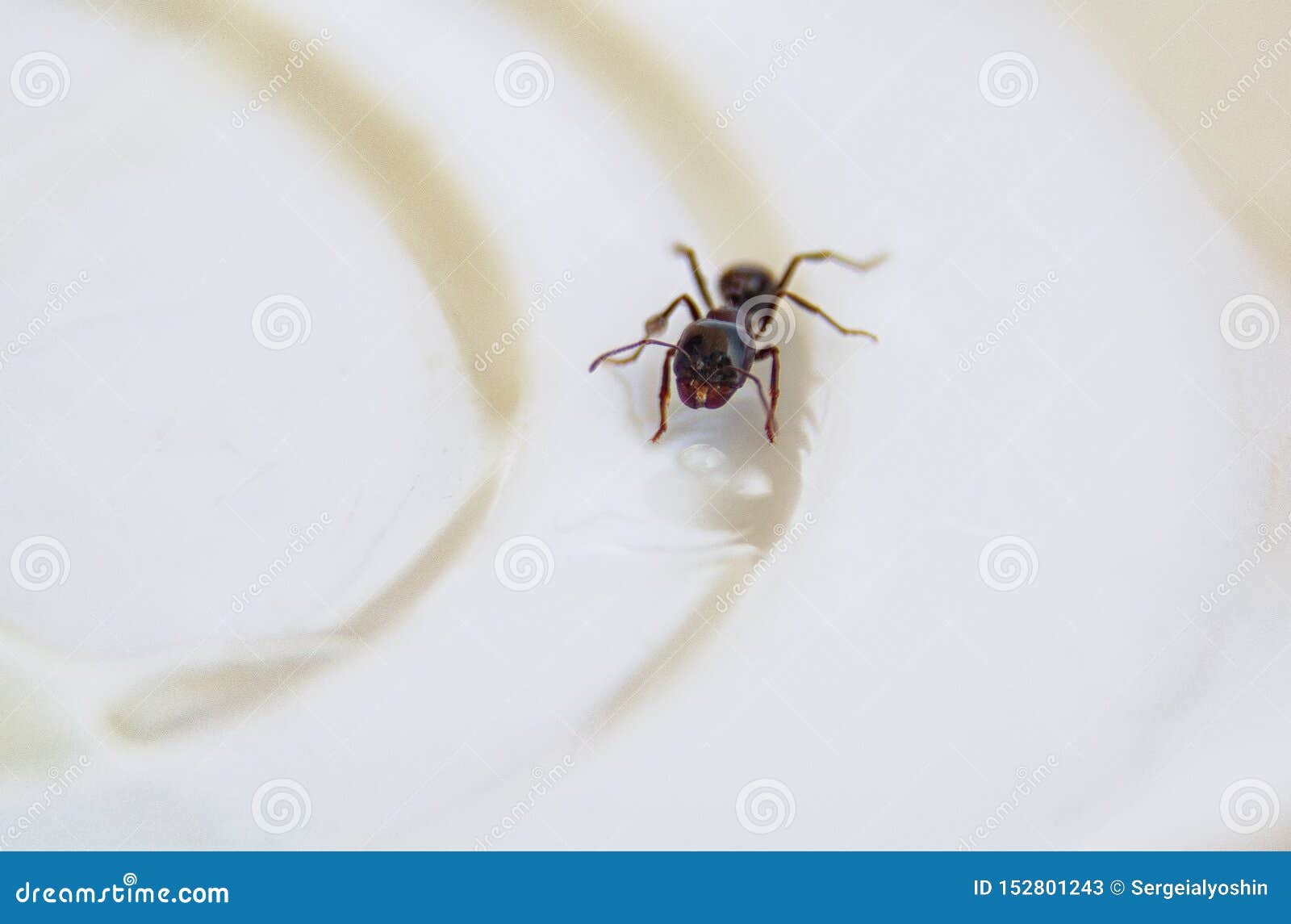 Ants At The Kitchen Black Ant On A White Background Stock Image