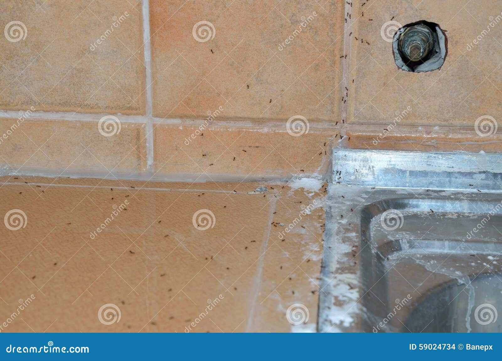 Ants At The Kitchen. Black Ant On A White Background RoyaltyFree Stock