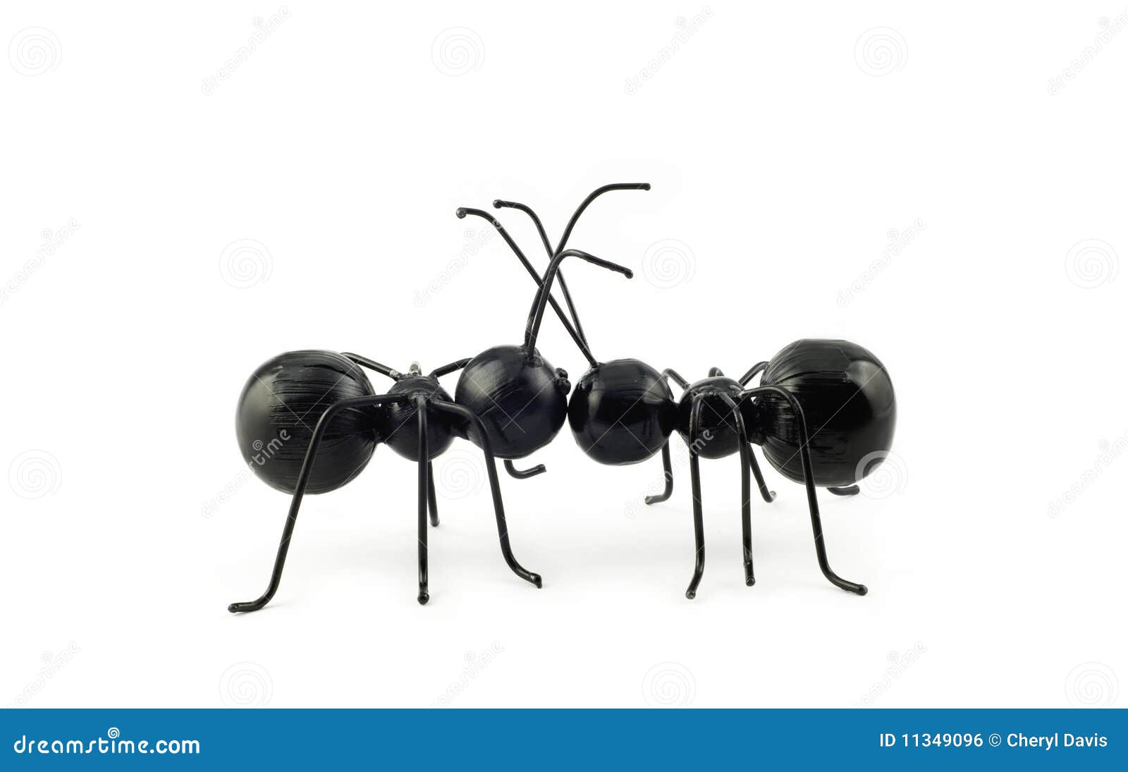 Ants in Love stock photo. Image of line, metal, trail 11349096