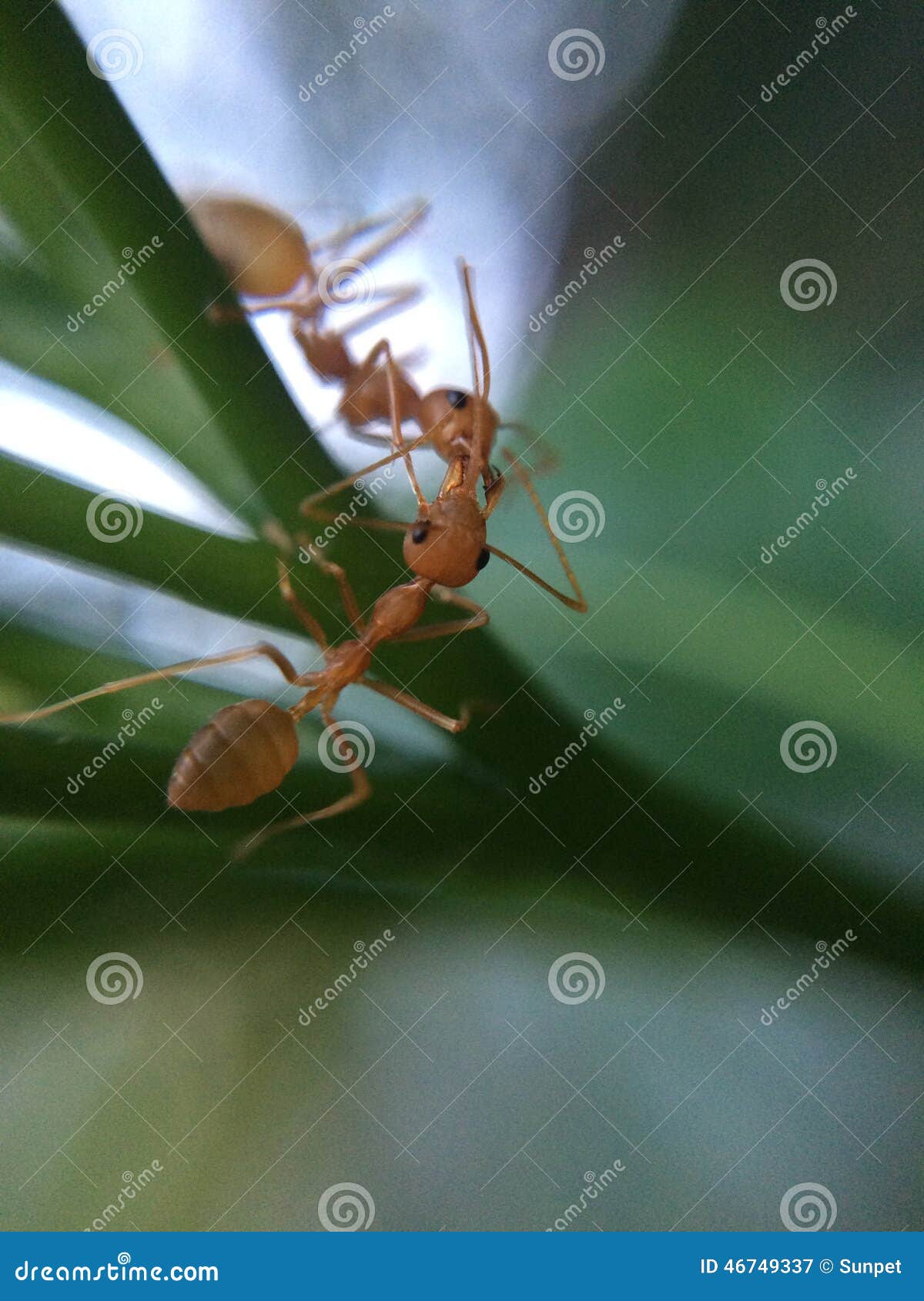 Ants stock image. Image of ants, love, kiss, nature 46749337
