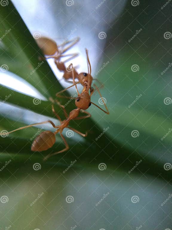Ants stock image. Image of ants, love, kiss, nature 46749337
