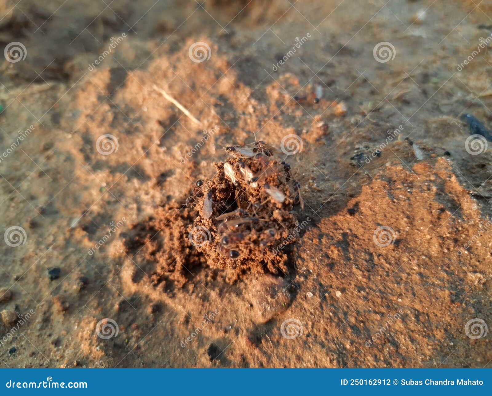 Ants are Making Their Home and Digging the Soil. Stock Photo Image of
