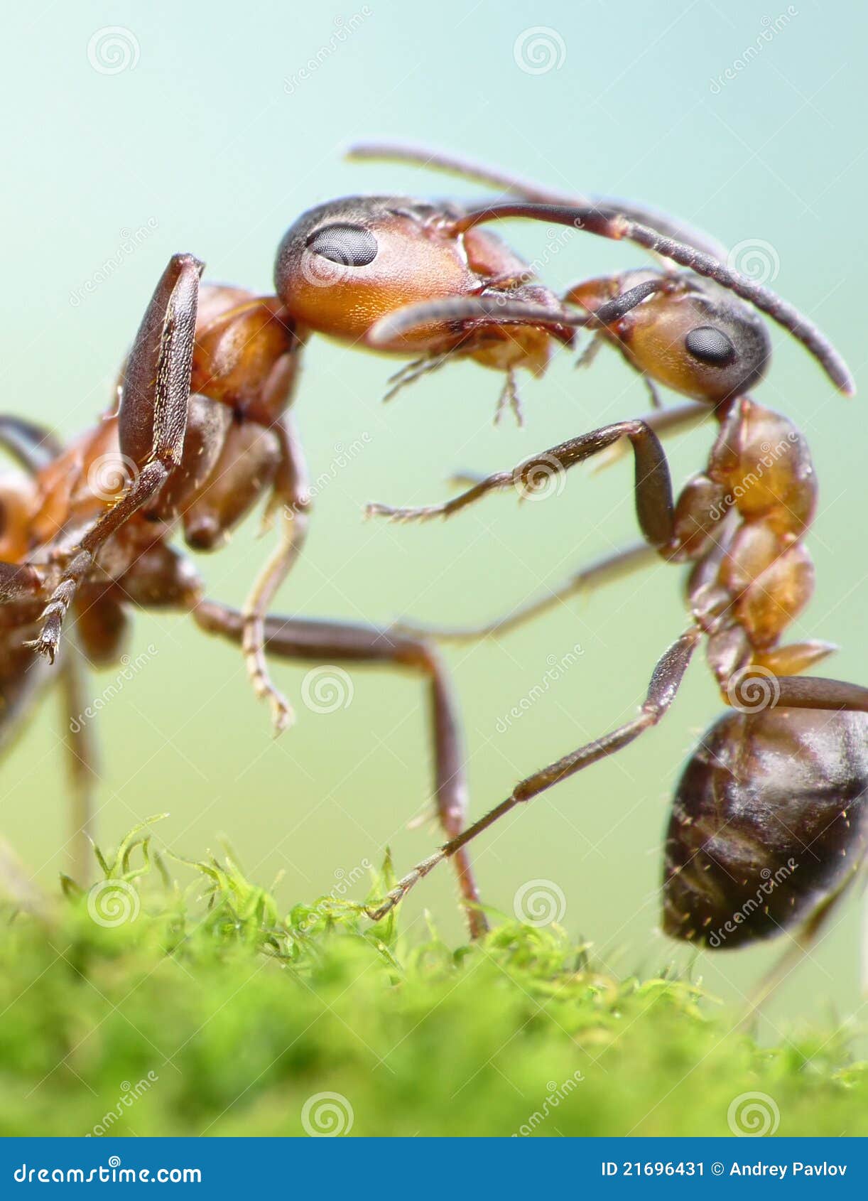 Ants, mother love concept stock image. Image of family 21696431