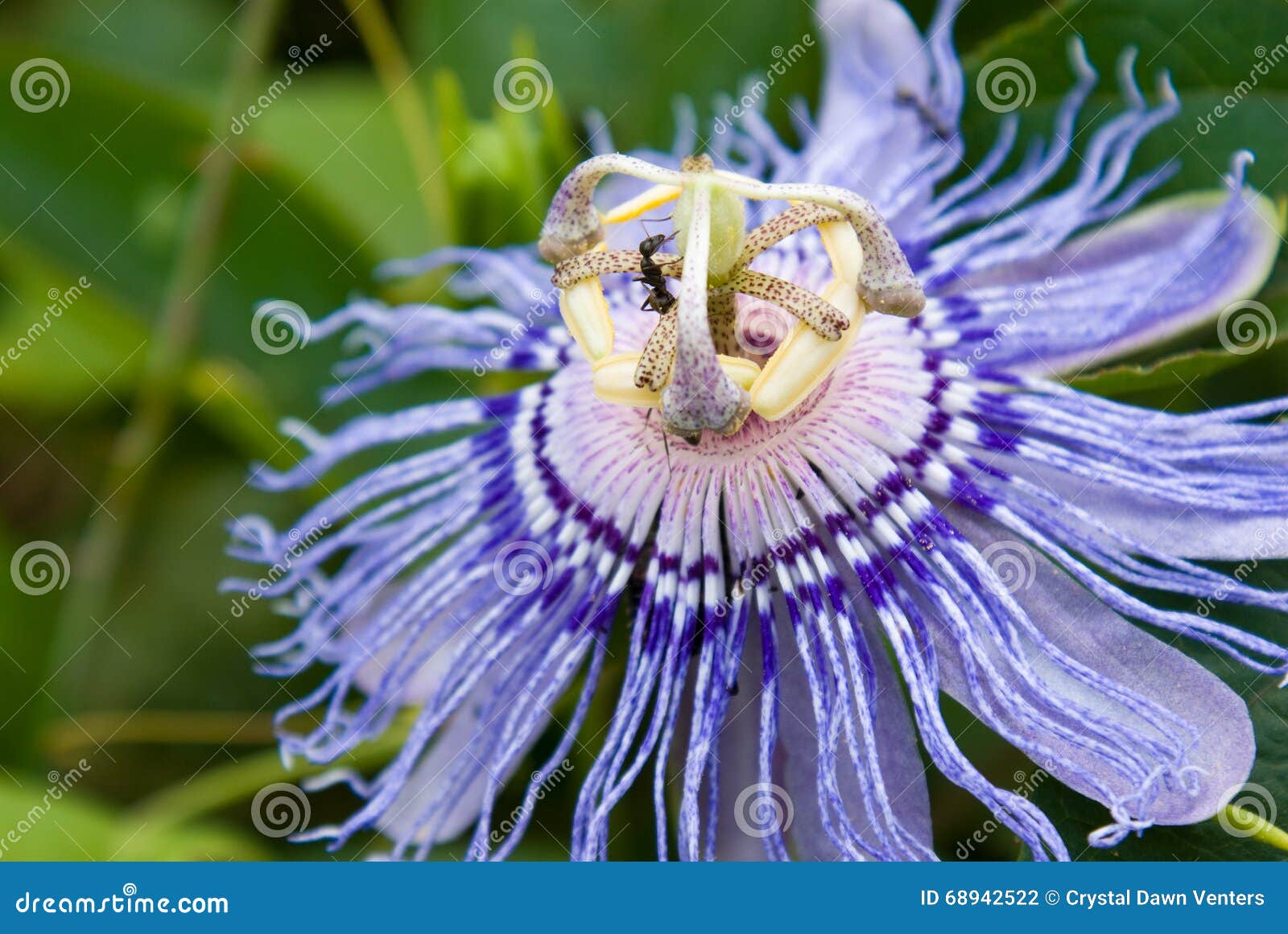 Ants of passion flower stock photo. Image of climber 68942522
