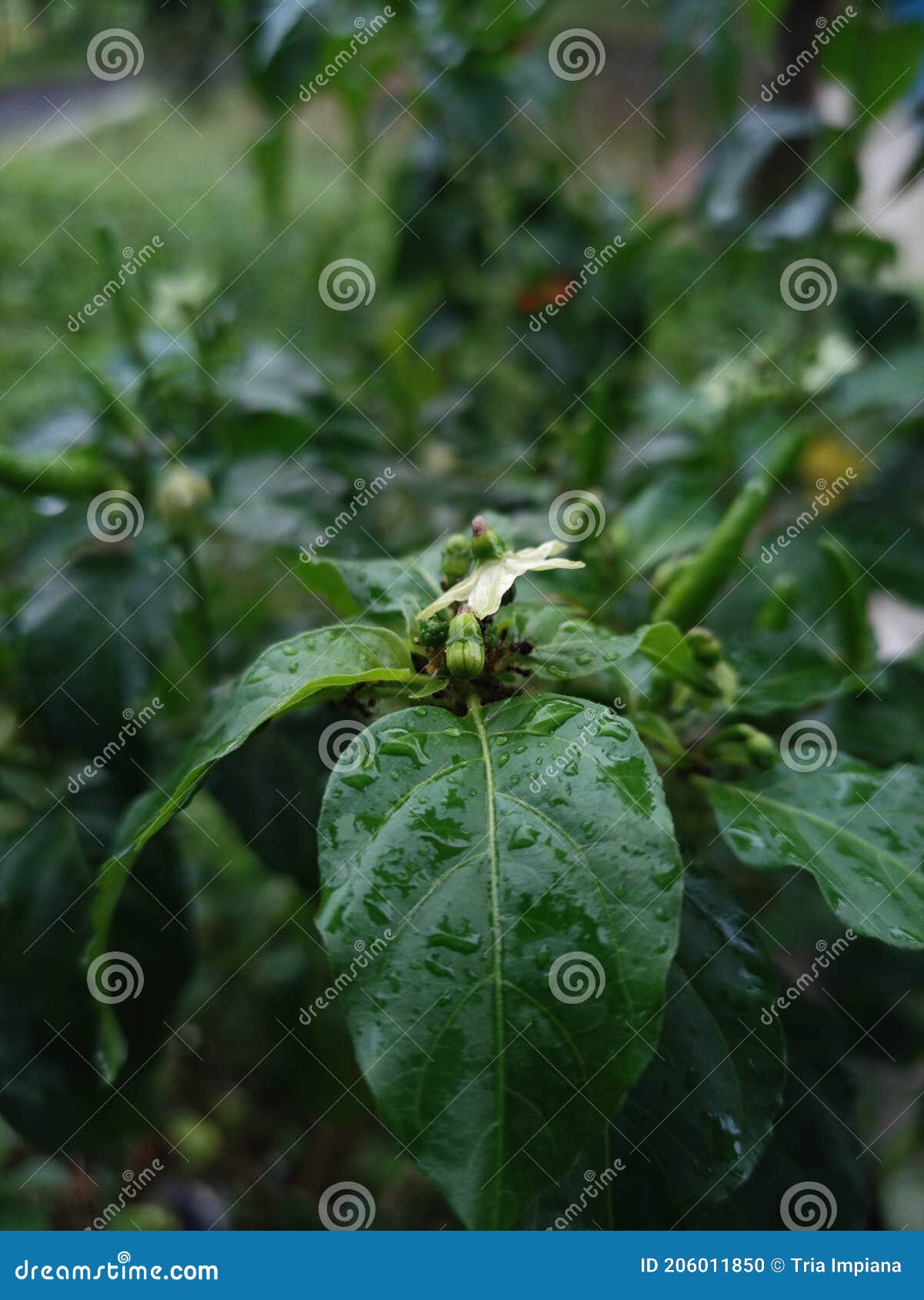 The ants and the pepper stock photo. Image of macro 206011850